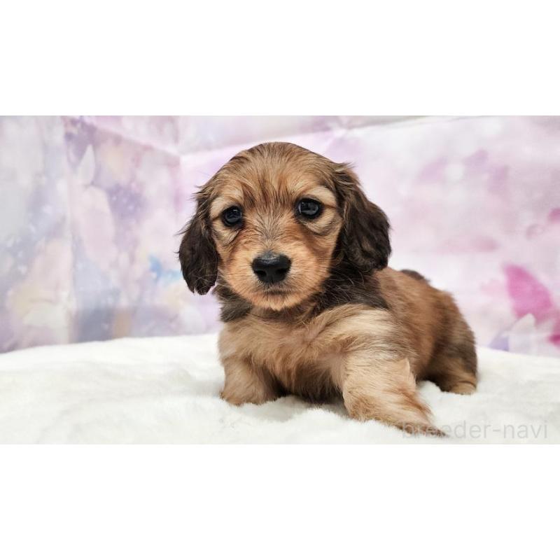 販売中の大阪府のミニチュアダックスフンド(ロングヘアード)-435492の5枚目