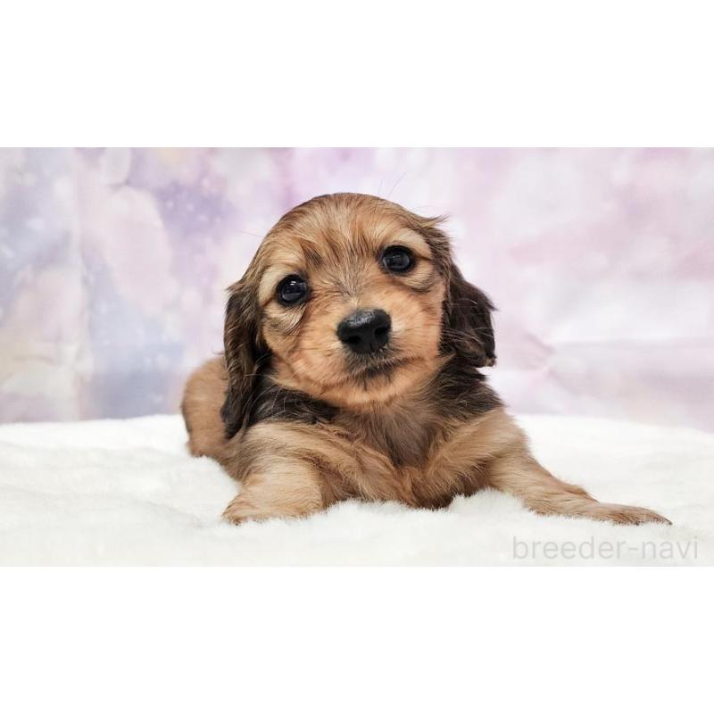 販売中の大阪府のミニチュアダックスフンド(ロングヘアード)-435492の3枚目