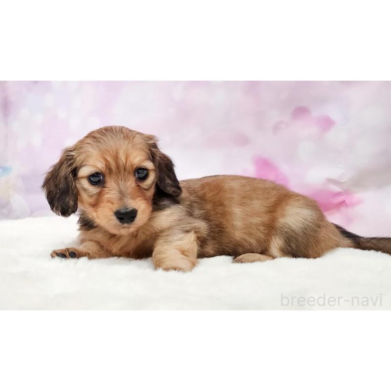 販売中の大阪府のミニチュアダックスフンド(ロングヘアード)-435492の2枚目