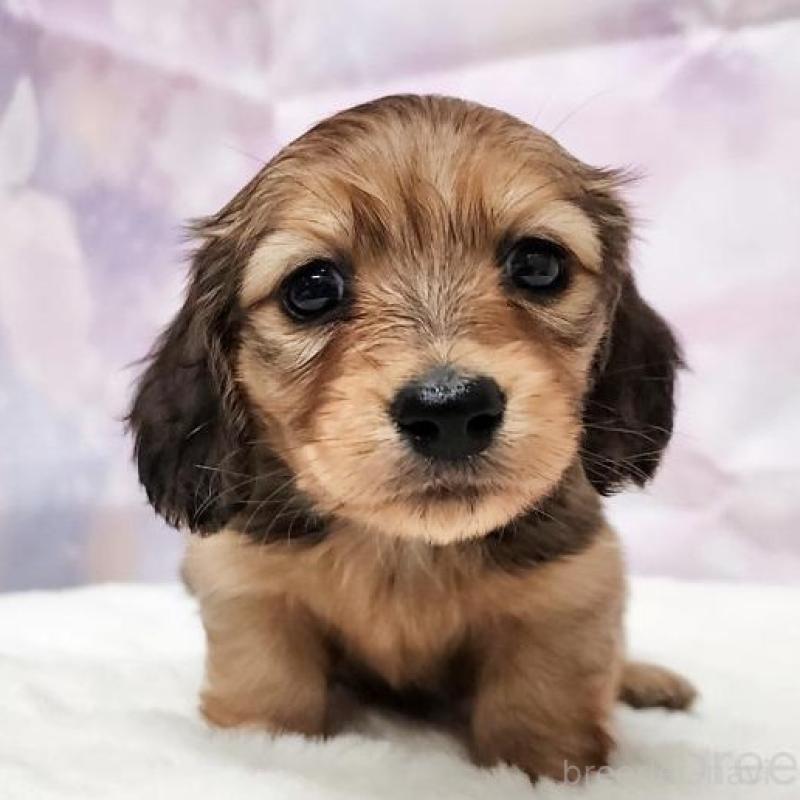 販売中の大阪府のミニチュアダックスフンド(ロングヘアード)-435492