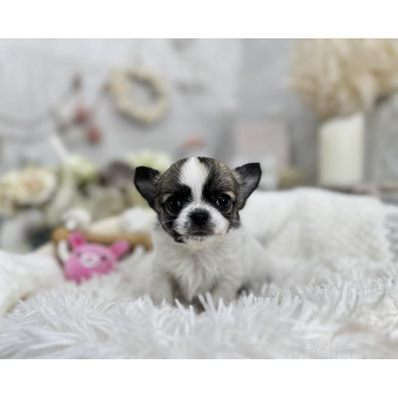 成約済ののチワワ(ロングコート)-434017