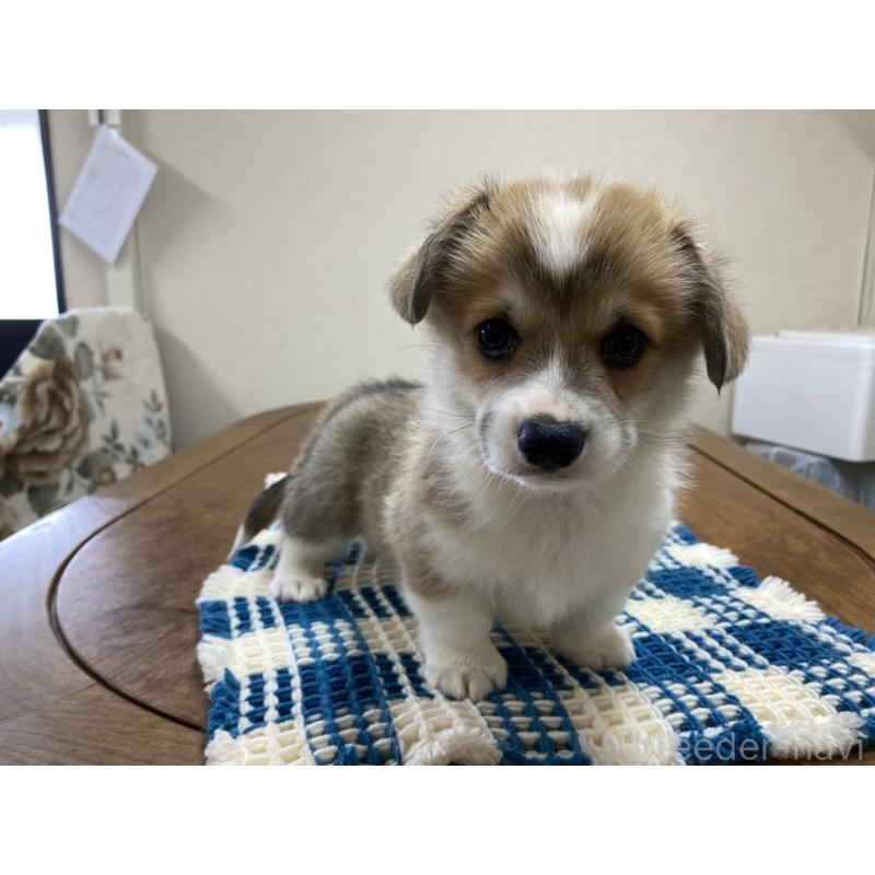 販売中の群馬県のウェルシュコーギーペンブローク-435493の9枚目