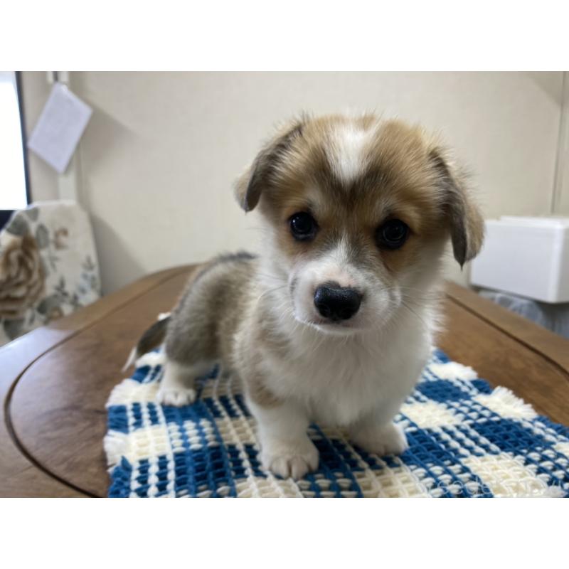 販売中の群馬県のウェルシュコーギーペンブローク-435493の8枚目