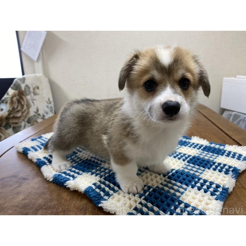 販売中の群馬県のウェルシュコーギーペンブローク-435493の7枚目