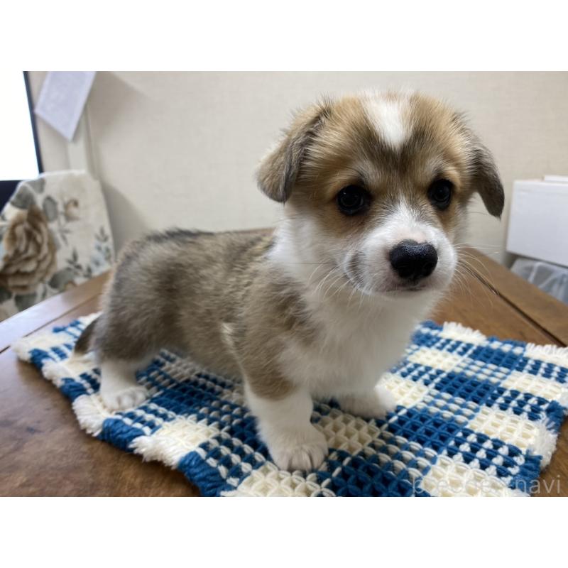 販売中の群馬県のウェルシュコーギーペンブローク-435493の6枚目