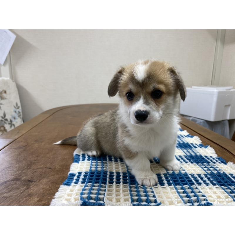 販売中の群馬県のウェルシュコーギーペンブローク-435493の5枚目