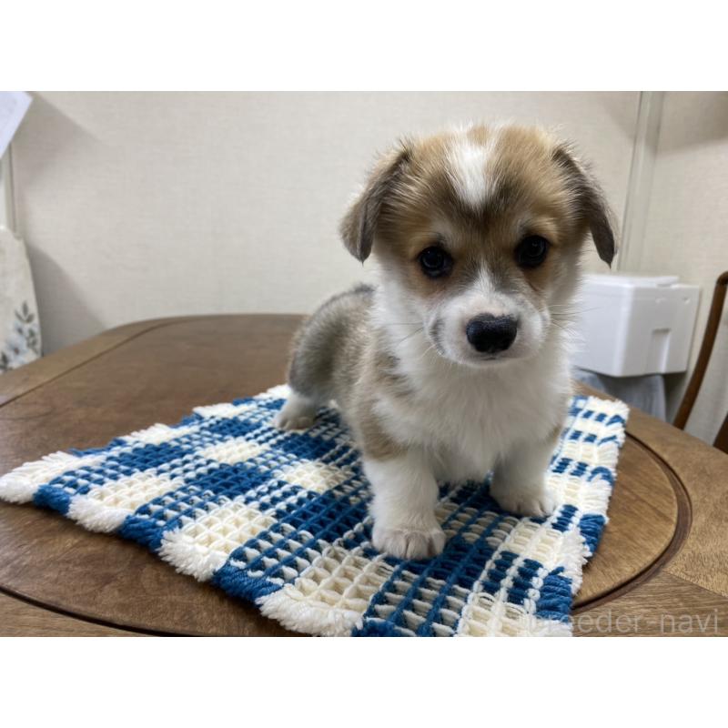 販売中の群馬県のウェルシュコーギーペンブローク-435493の4枚目