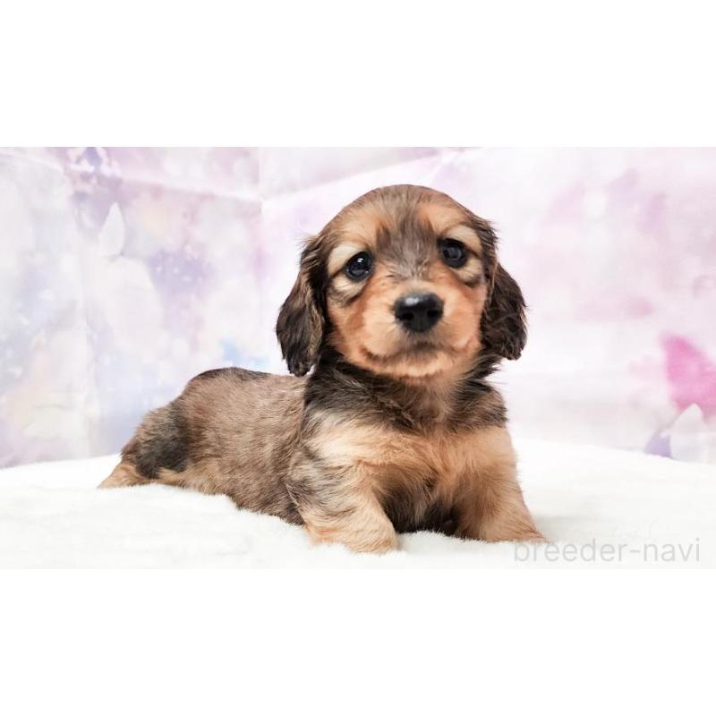 販売中の大阪府のミニチュアダックスフンド(ロングヘアード)-435494の5枚目