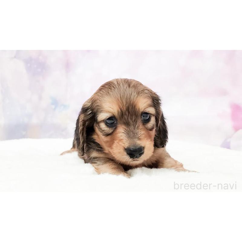 販売中の大阪府のミニチュアダックスフンド(ロングヘアード)-435494の4枚目