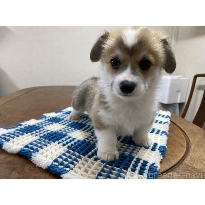 販売中の群馬県のウェルシュコーギーペンブローク-435493の3枚目