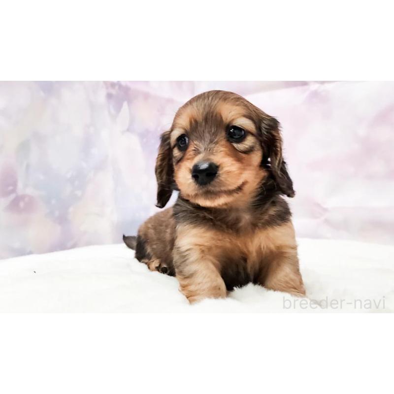 販売中の大阪府のミニチュアダックスフンド(ロングヘアード)-435494の3枚目