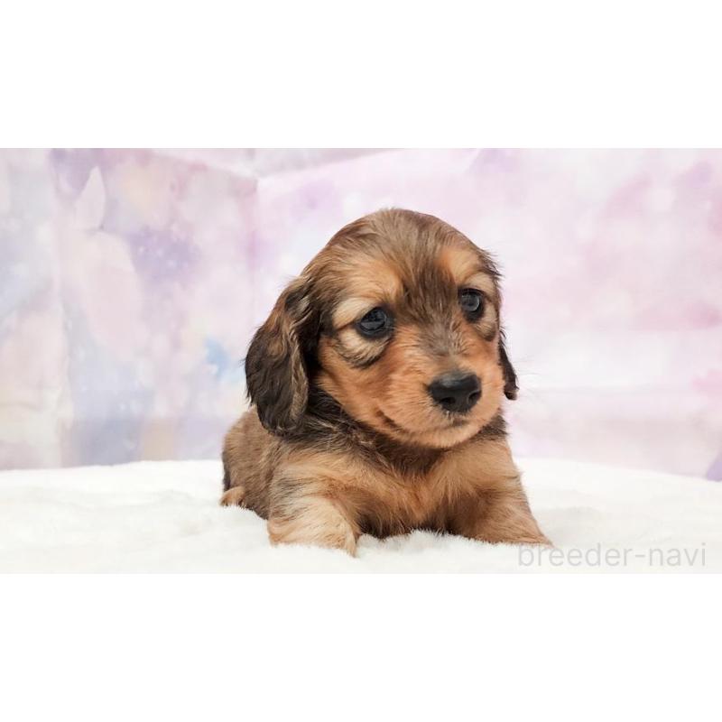 販売中の大阪府のミニチュアダックスフンド(ロングヘアード)-435494の2枚目