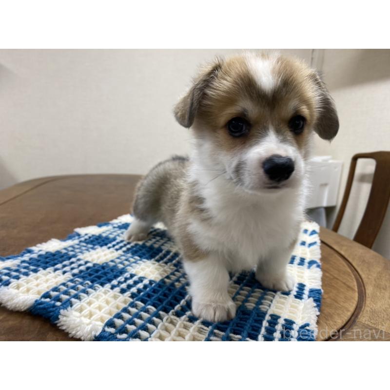 販売中の群馬県のウェルシュコーギーペンブローク-435493の2枚目