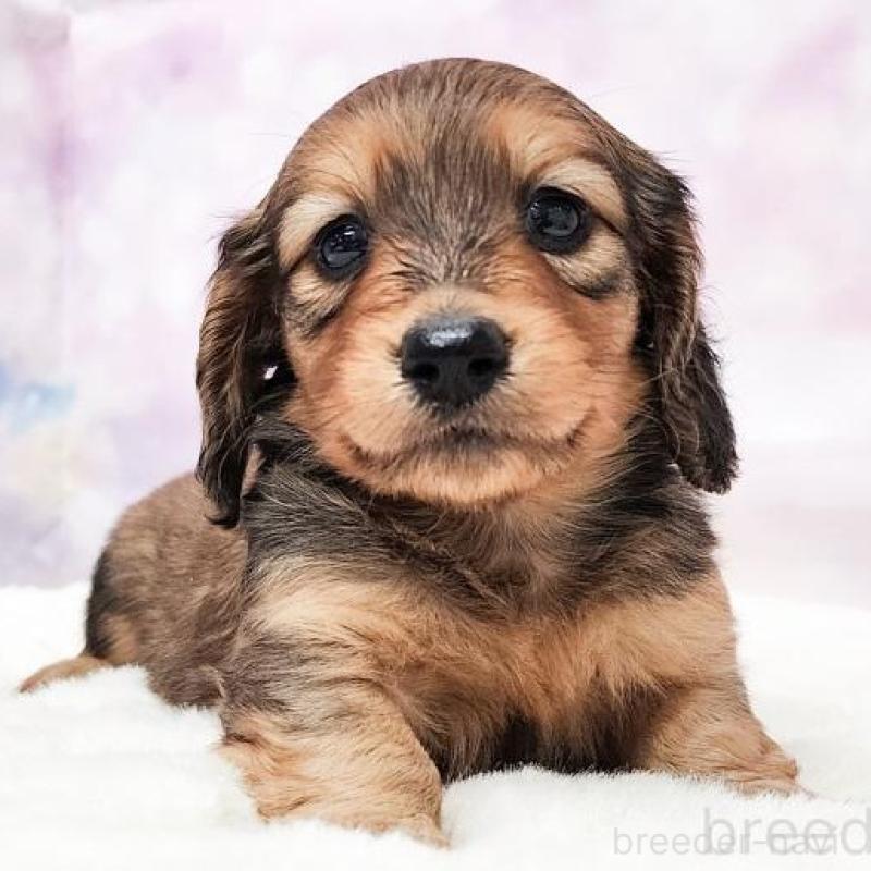 販売中の大阪府のミニチュアダックスフンド(ロングヘアード)-435494