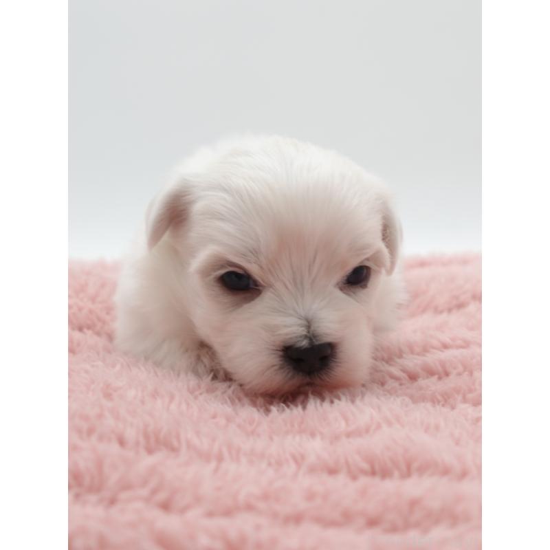 販売中の群馬県のマルチーズ-432292の4枚目