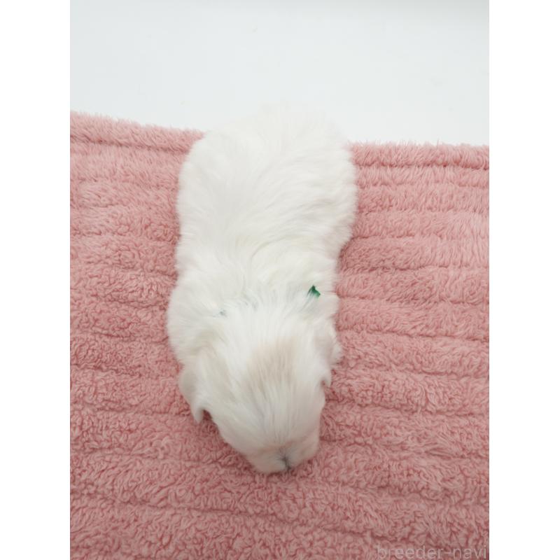 販売中の群馬県のマルチーズ-432292の3枚目