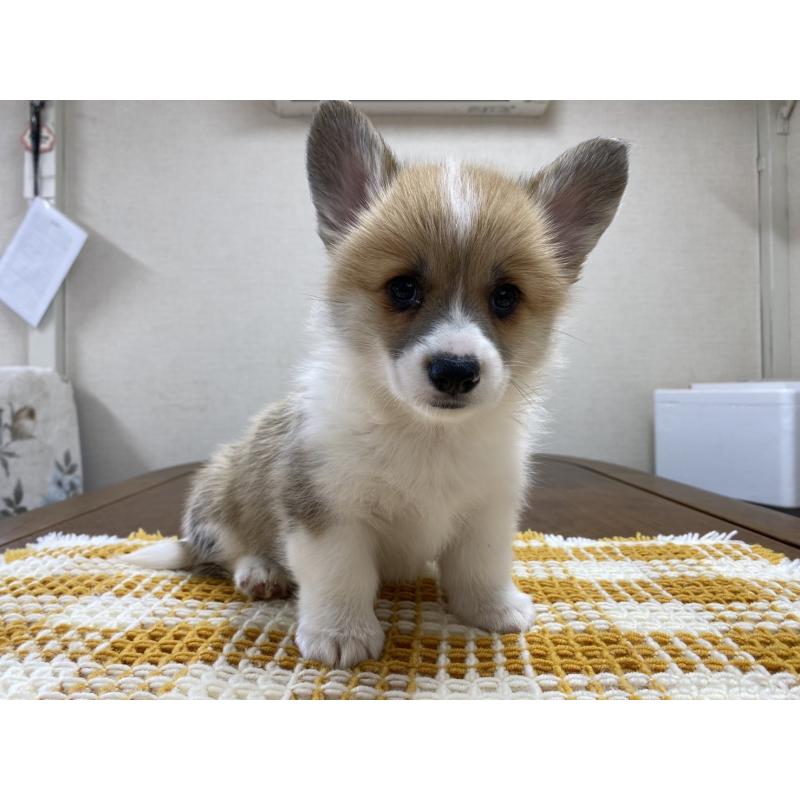 販売中の群馬県のウェルシュコーギーペンブローク-435496の10枚目