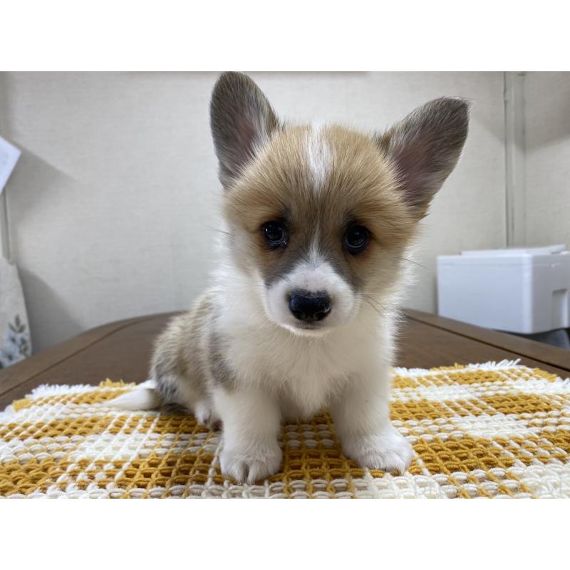 販売中の群馬県のウェルシュコーギーペンブローク-435496の9枚目