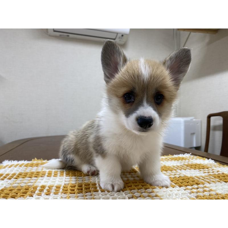 販売中の群馬県のウェルシュコーギーペンブローク-435496の8枚目