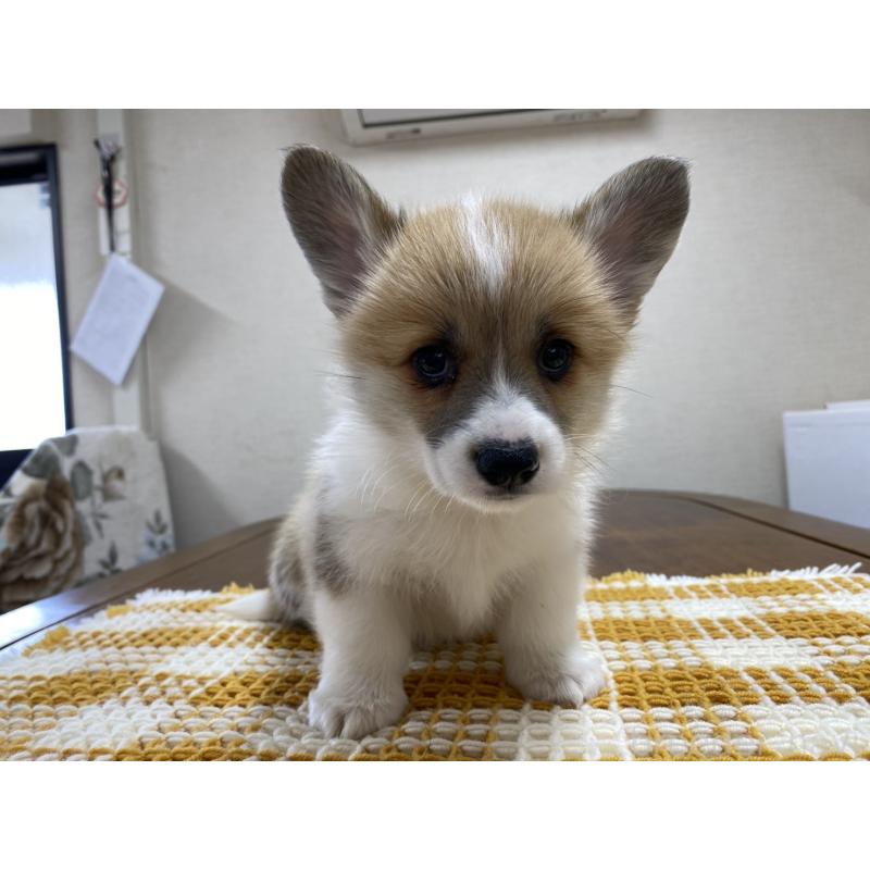 販売中の群馬県のウェルシュコーギーペンブローク-435496の6枚目