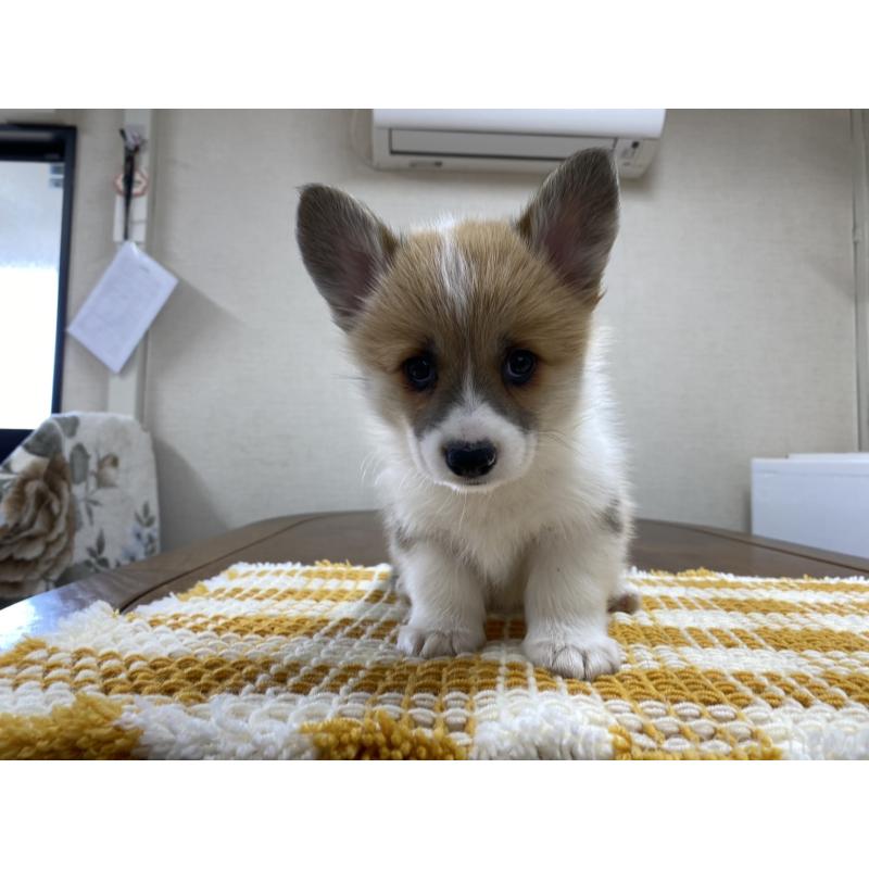 販売中の群馬県のウェルシュコーギーペンブローク-435496の5枚目