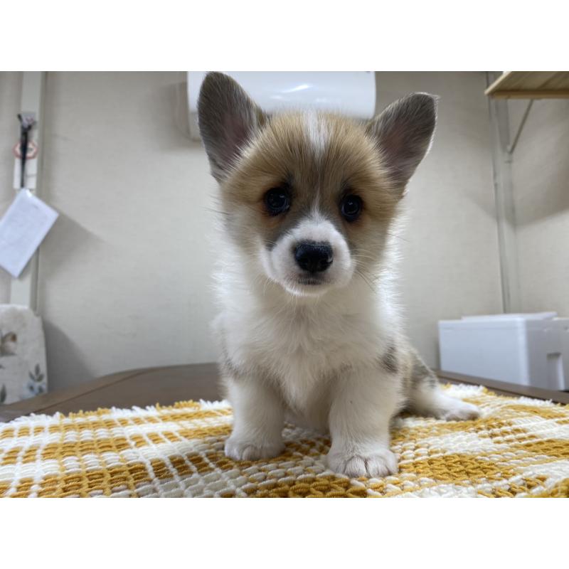 販売中の群馬県のウェルシュコーギーペンブローク-435496の3枚目