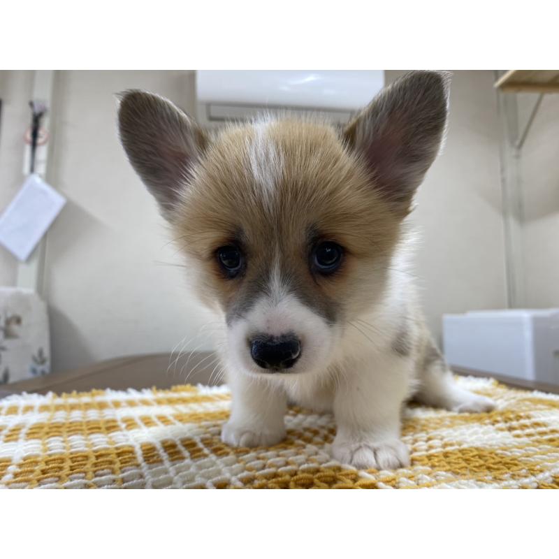 販売中の群馬県のウェルシュコーギーペンブローク-435496の2枚目