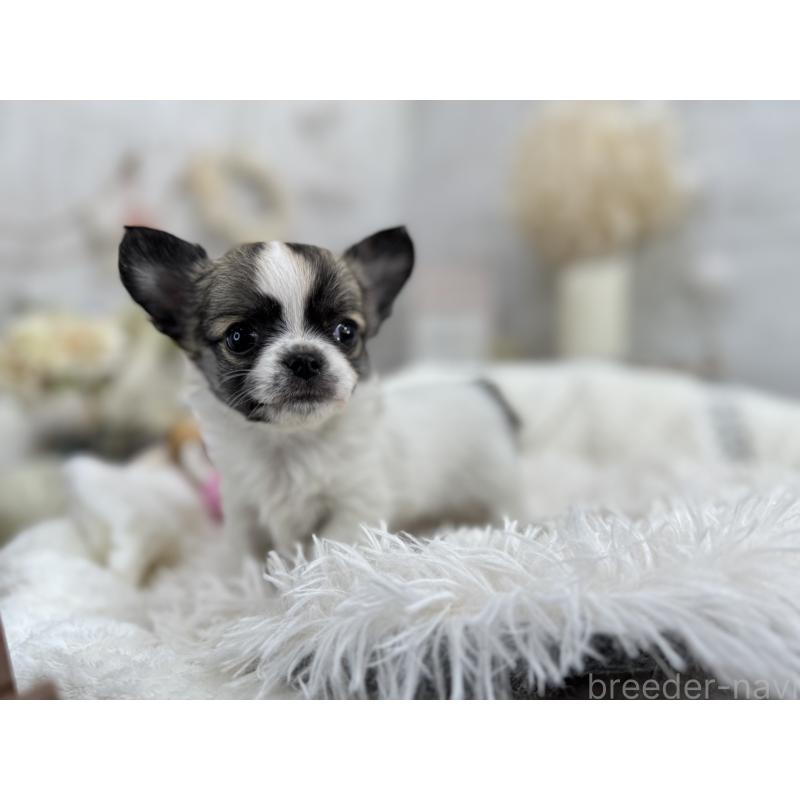 成約済の京都府のチワワ(ロングコート)-434017の6枚目