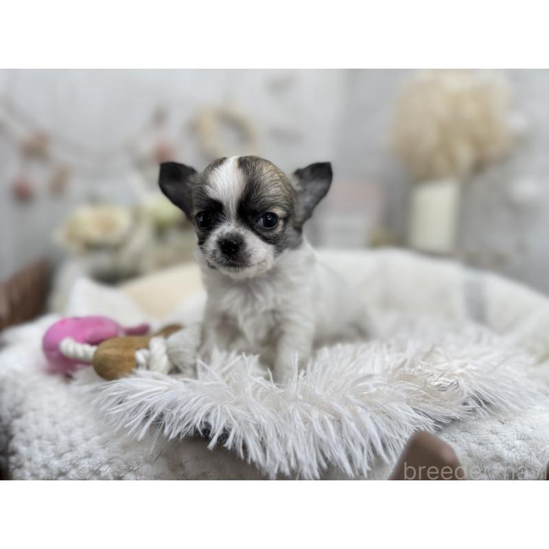 成約済の京都府のチワワ(ロングコート)-434017の5枚目