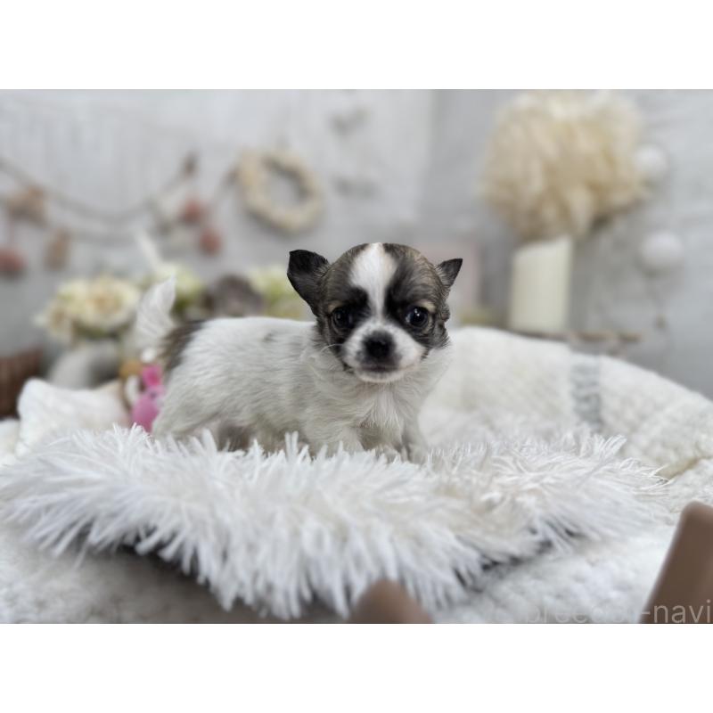 成約済の京都府のチワワ(ロングコート)-434017の4枚目