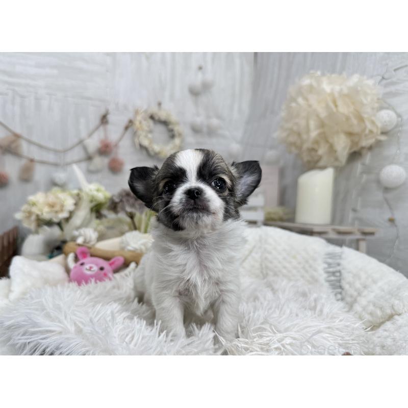 成約済の京都府のチワワ(ロングコート)-434017の3枚目