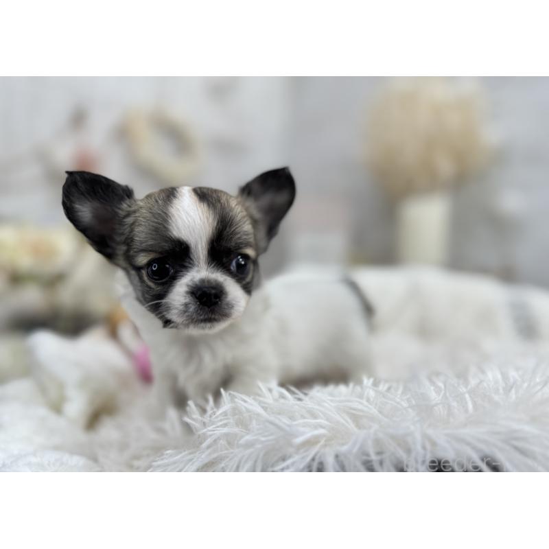 成約済の京都府のチワワ(ロングコート)-434017の2枚目