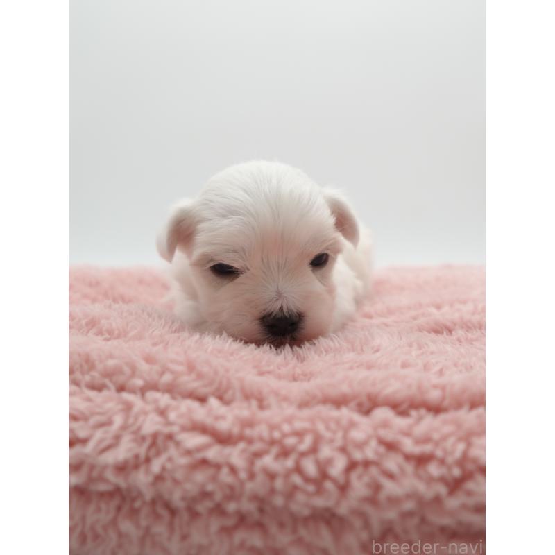 販売中の群馬県のマルチーズ-432293の4枚目