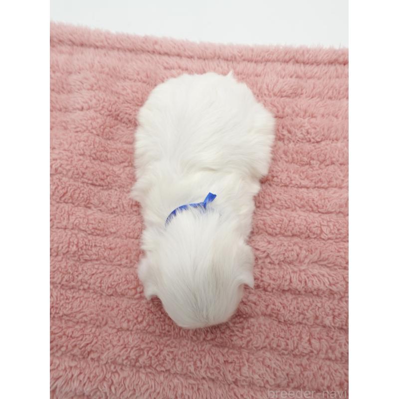 販売中の群馬県のマルチーズ-432293の3枚目