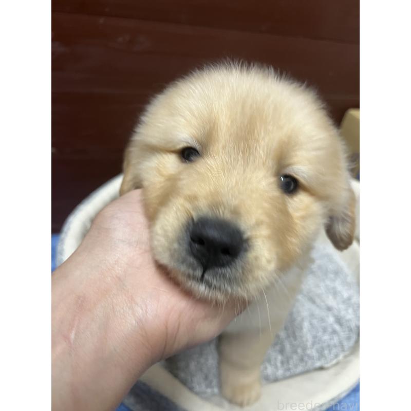 販売中の静岡県のゴールデンレトリーバー-435498の7枚目