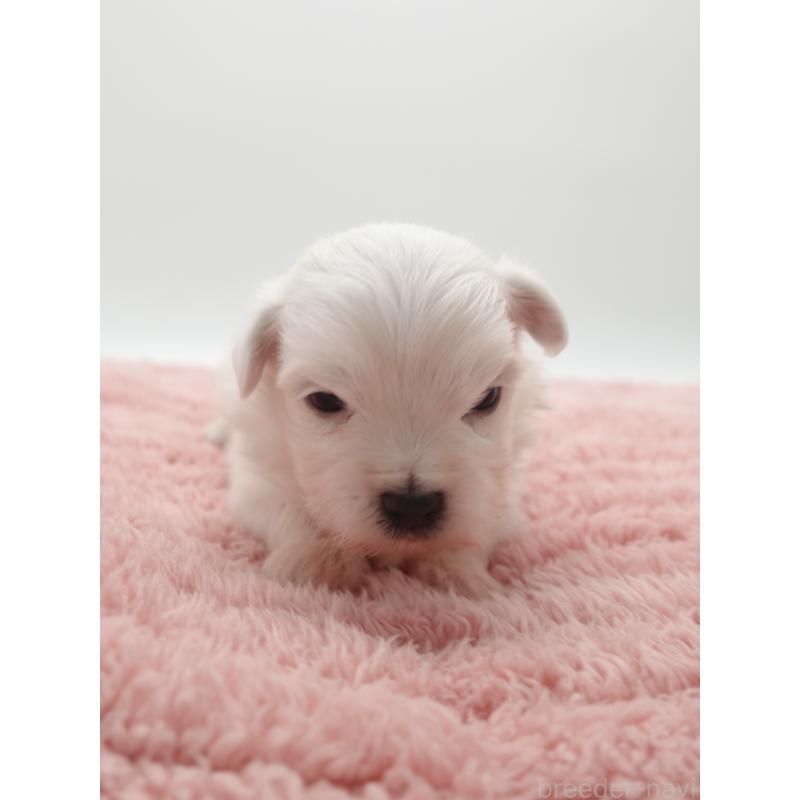 販売中の群馬県のマルチーズ-432294の4枚目