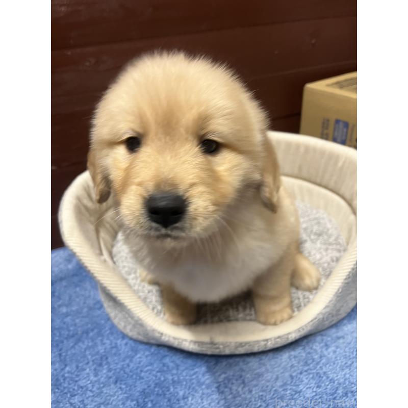 販売中の静岡県のゴールデンレトリーバー-435498の6枚目