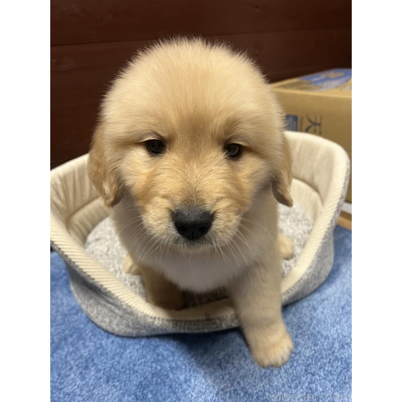 販売中の静岡県のゴールデンレトリーバー-435498の5枚目