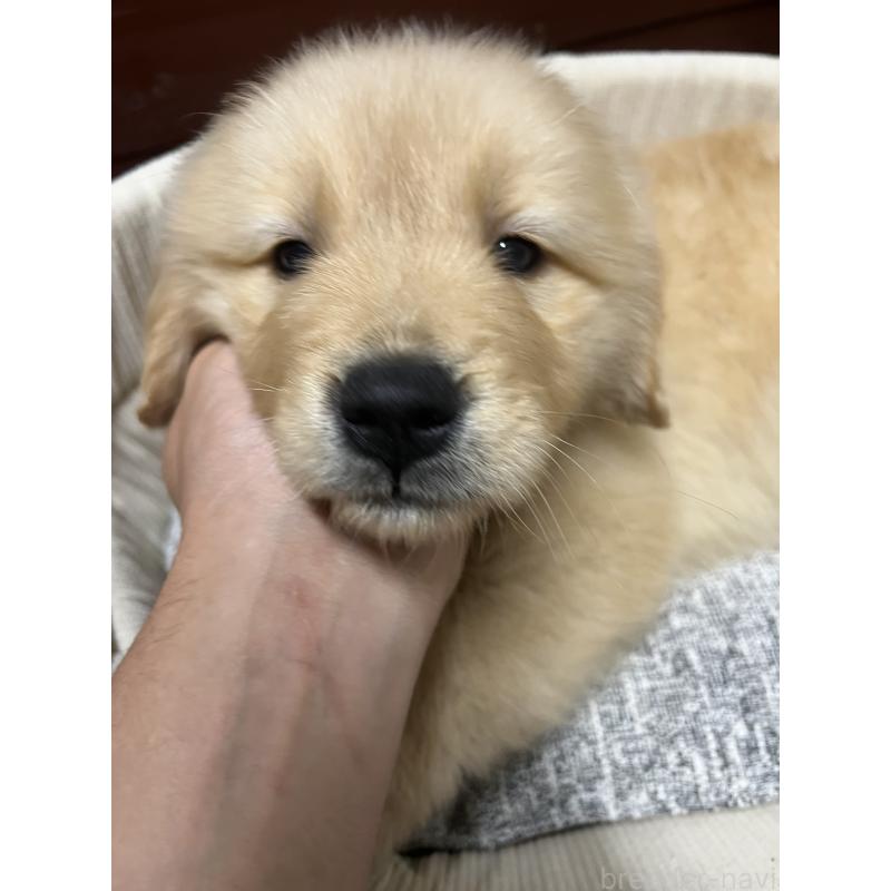 販売中の静岡県のゴールデンレトリーバー-435498の4枚目