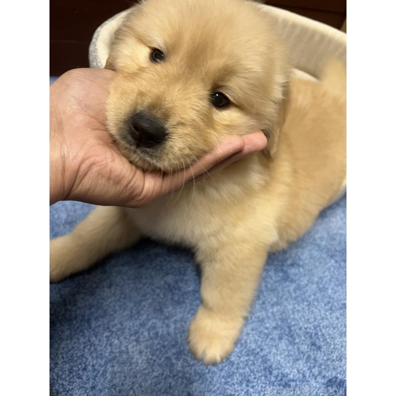 販売中の静岡県のゴールデンレトリーバー-435498の3枚目