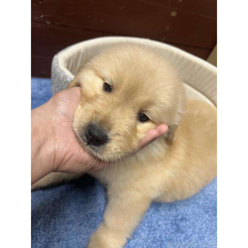 販売中の静岡県のゴールデンレトリーバー-435498の2枚目