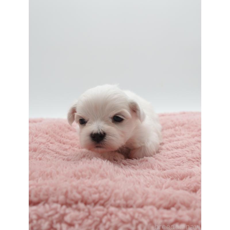 販売中の群馬県のマルチーズ-432295の4枚目