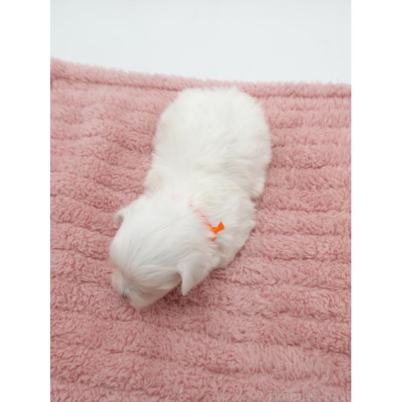 販売中の群馬県のマルチーズ-432295の3枚目