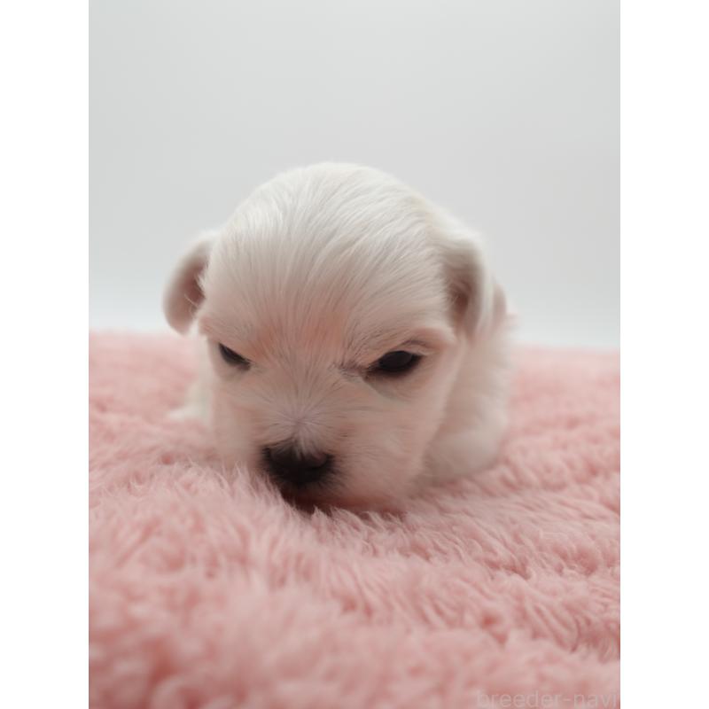 販売中の群馬県のマルチーズ-432296の4枚目