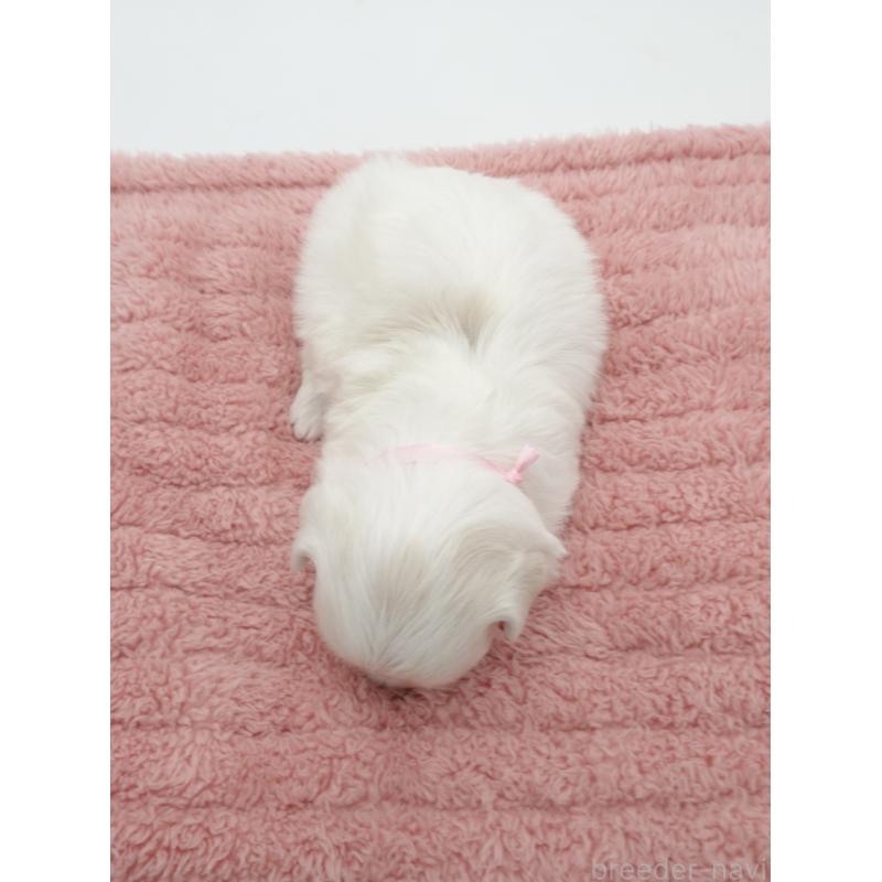 販売中の群馬県のマルチーズ-432296の3枚目