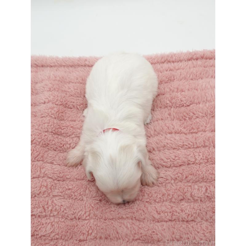 販売中の群馬県のマルチーズ-432297の4枚目