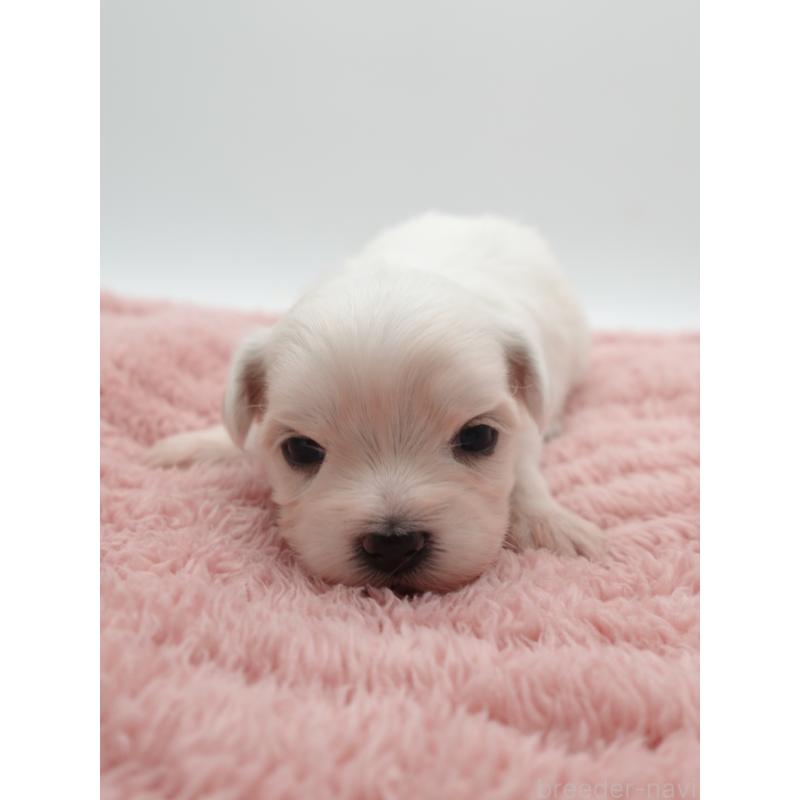 販売中の群馬県のマルチーズ-432297の3枚目