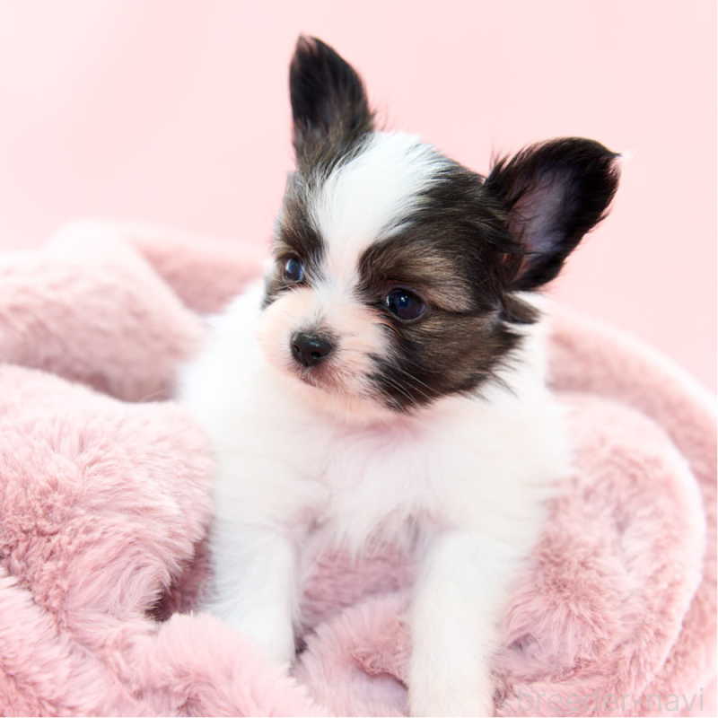 販売中の東京都のパピヨン-435500の4枚目