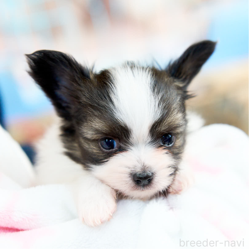 販売中の東京都のパピヨン-435500の1枚目