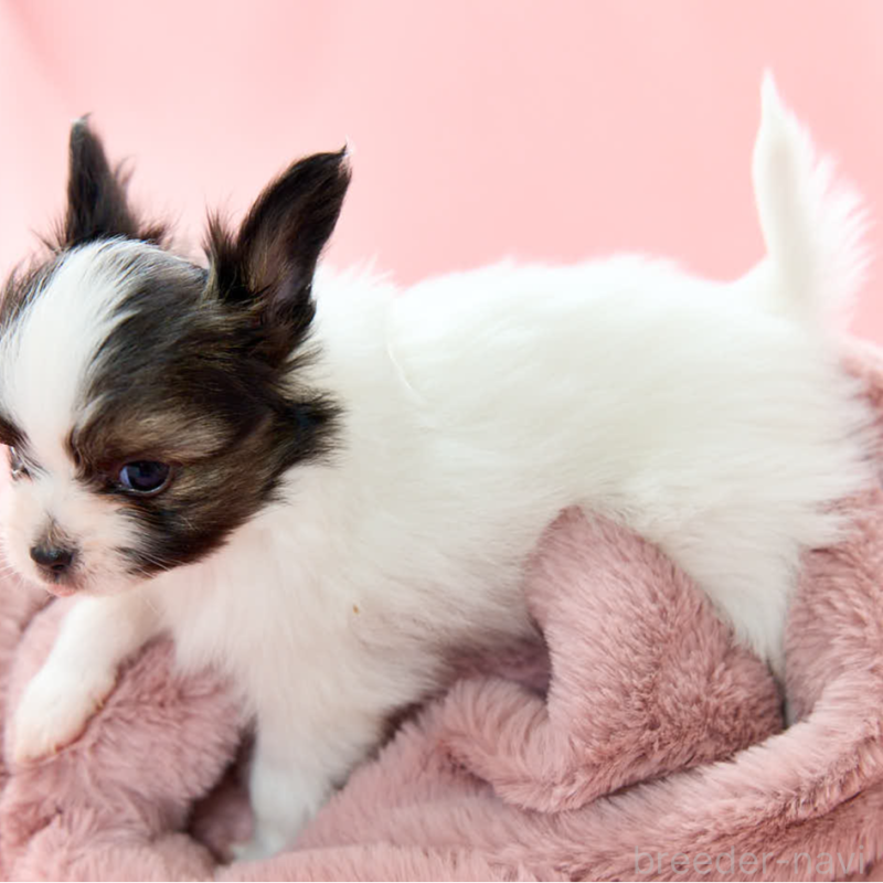 販売中の東京都のパピヨン-435500の3枚目